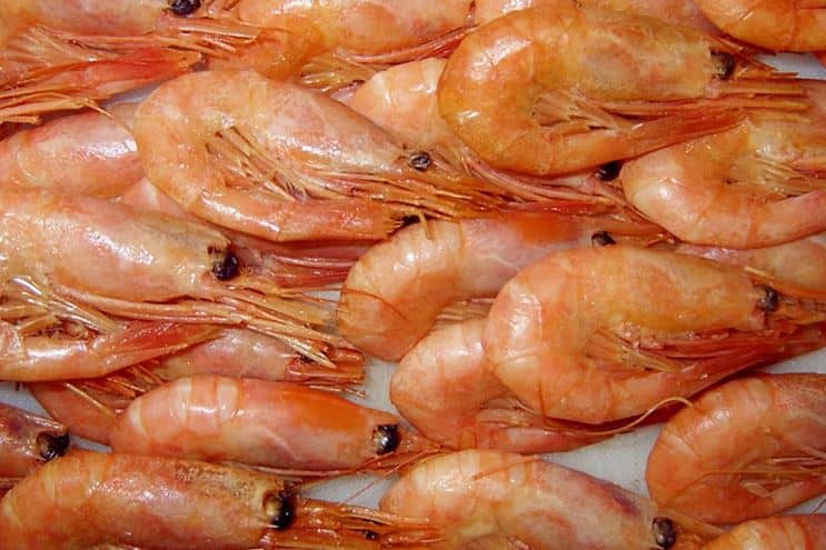 تصویر 3 از میگو درشت بوشهر با گوشت سفت و با کیفیت